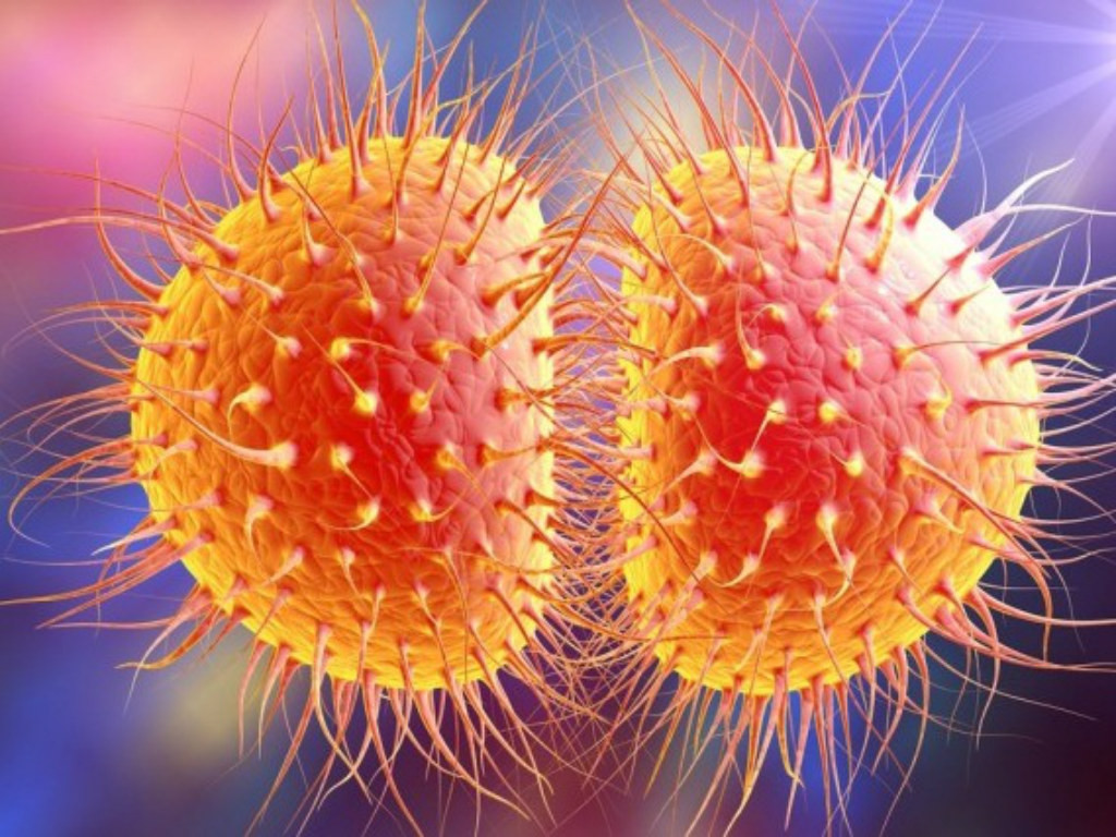 Hình mô phỏng vi khuẩn gây bệnh lậu (Ảnh: Shutterstock)