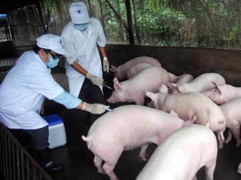 Công tác tái đàn đang được triển khai gấp rút tại nhiều địa phương nhằm đảm bảo nguồn cung cho dịp Tết 2026 (Ảnh: QĐND)