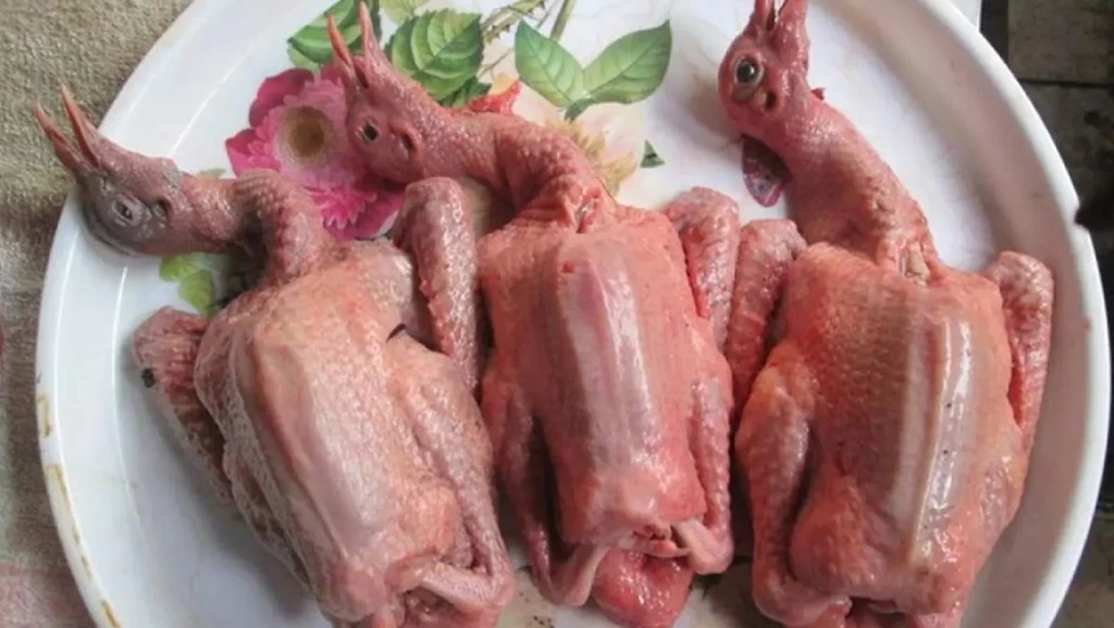 Chọn chim bồ câu ngon, thịt hồng hào (Ảnh minh họa)