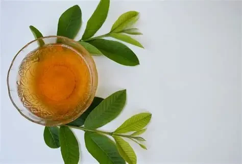 Trà lá ổi còn góp phần bảo vệ thị lực, giảm mỏi mắt (Ảnh minh họa)