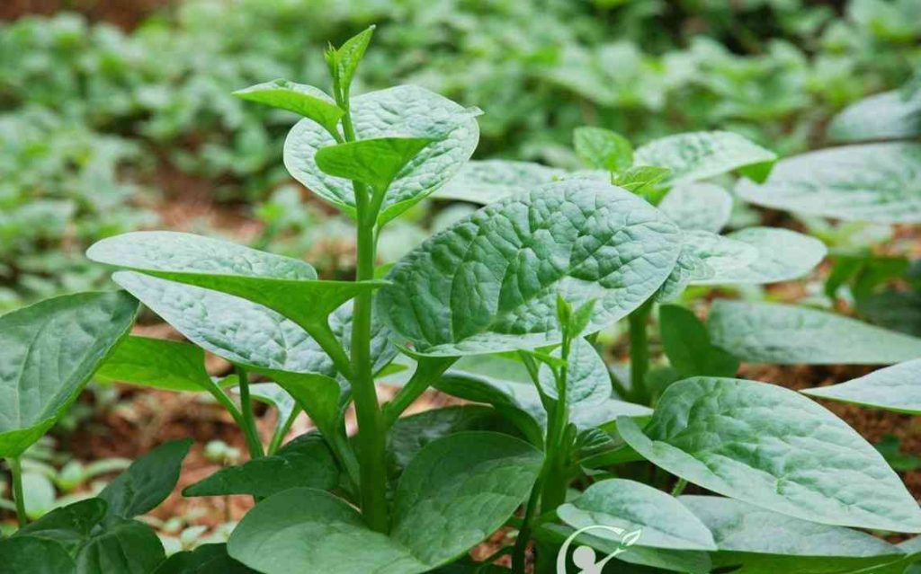 Nguyên liệu chính của món ăn là rau mồng tơi (Ảnh minh họa)
