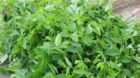 Rau ngót là loại rau giàu dinh dưỡng nhưng giá rẻ và dễ tìm (Ảnh minh họa)