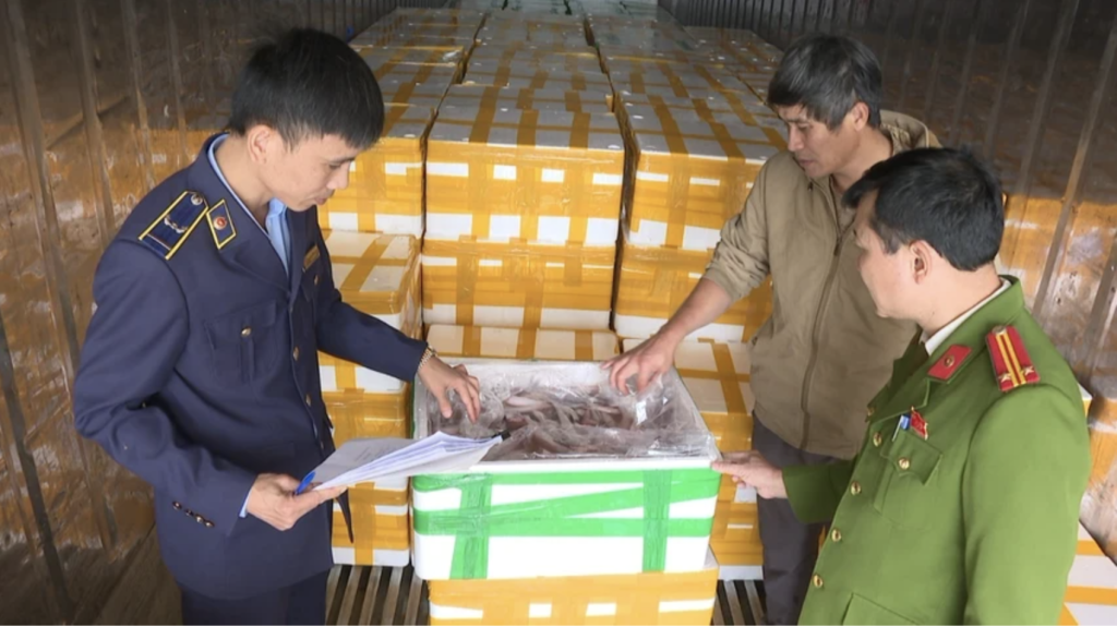 Lực lượng chức năng tỉnh Thanh Hóa phát hiện và thu giữ số cá khoai ướp formol (Ảnh: V. Thiện)