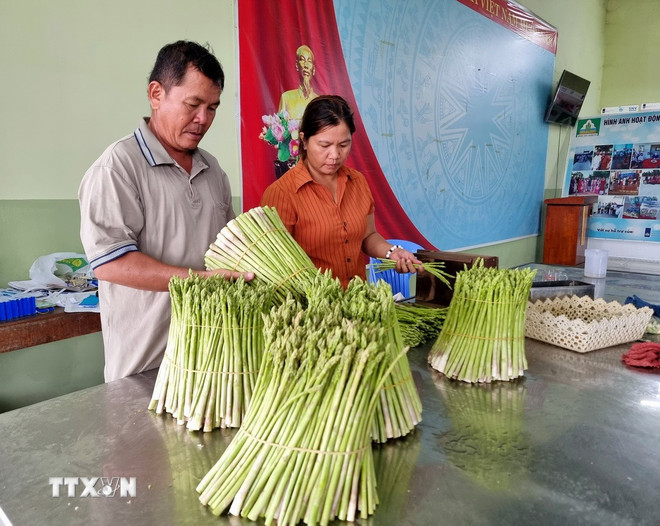 Thành viên Hợp tác xã dịch vụ tổng hợp nông nghiệp Tuấn Tú (xã Phước Dinh, tỉnh Khánh Hòa) sơ chế sản phẩm măng tây xanh đưa đi tiêu thụ (Ảnh: Nguyễn Thành/TTXVN)