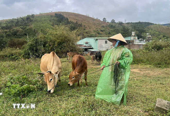 Nhờ được nhận hỗ trợ bò cái sinh sản vào năm 2023, gia đình nông dân xã Tu Mơ Rông (Quảng Ngãi) đã thoát nghèo (Ảnh: Dư Toán/TTXVN)