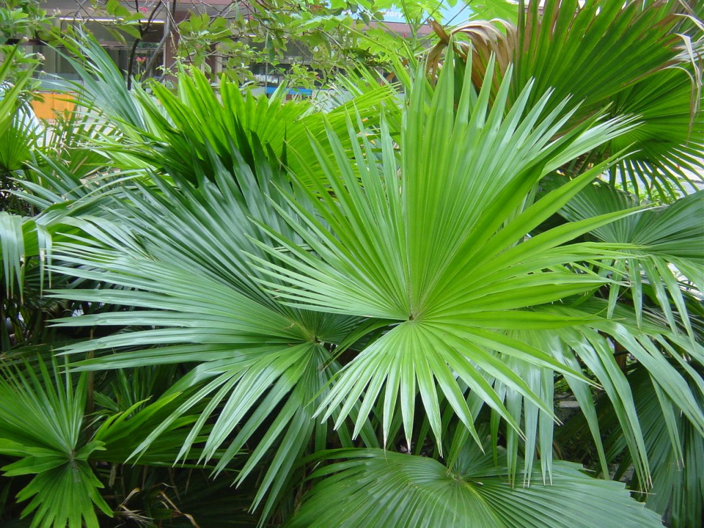 Cây cọ lùn (Ảnh minh họa)