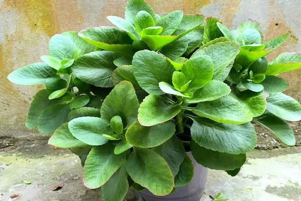 Cây sống đời (Ảnh minh họa)