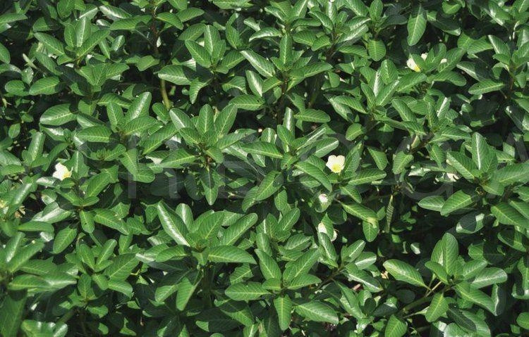 Có thể dùng ngoài da để trị mụn (Ảnh minh họa)