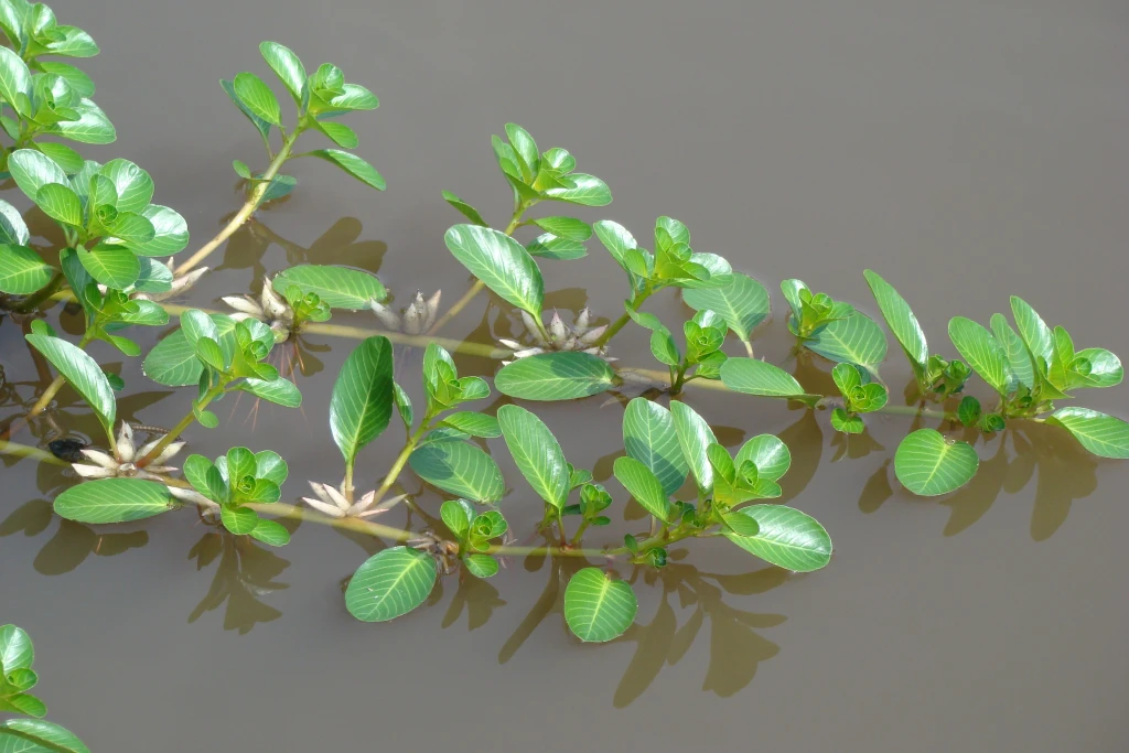Cây rau dừa nước (Ảnh minh họa)