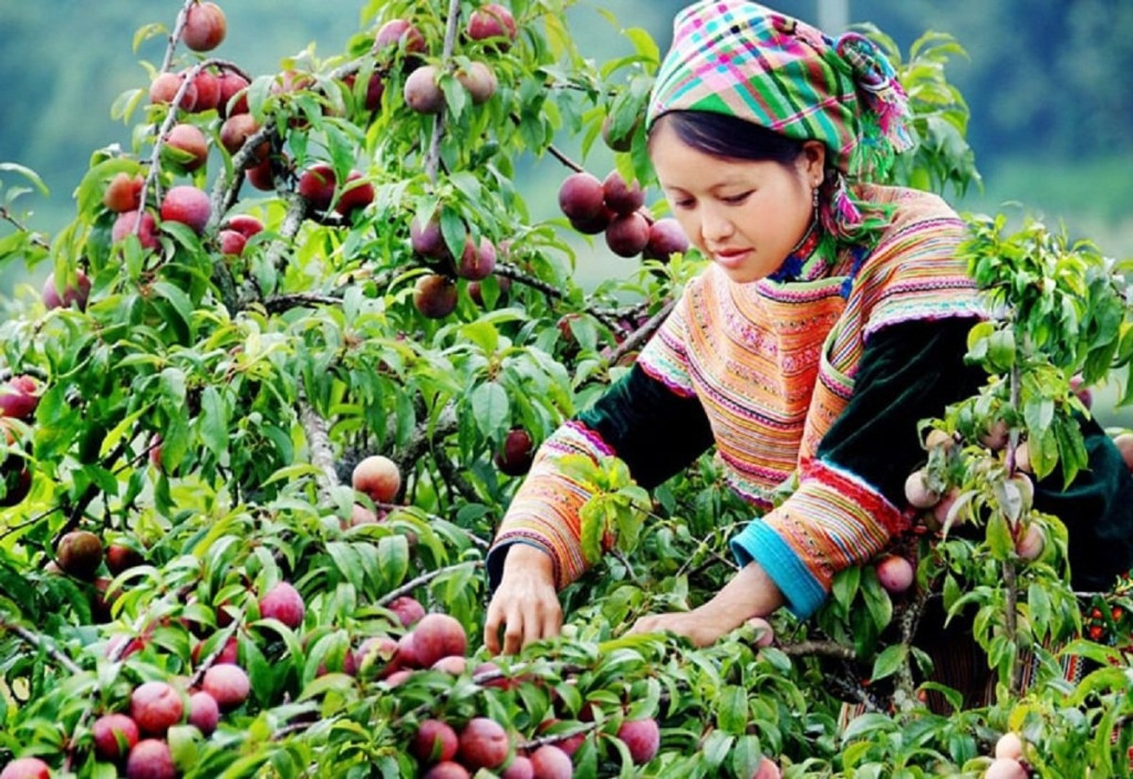 Cây mận gần gũi trong đời sống (Ảnh minh họa)