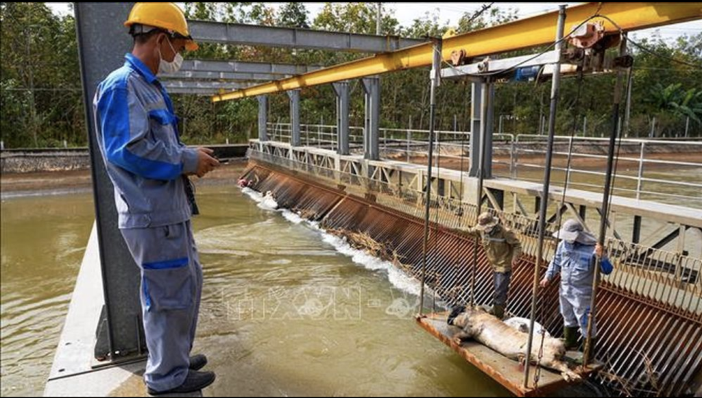 Cống điều tiết K37 trên kênh dẫn Dầu Tiếng - Phước Hòa thường xuyên xuất hiện xác động vật chết mắc kẹt, gây ô nhiễm nguồn nước (Ảnh: TTXVN)