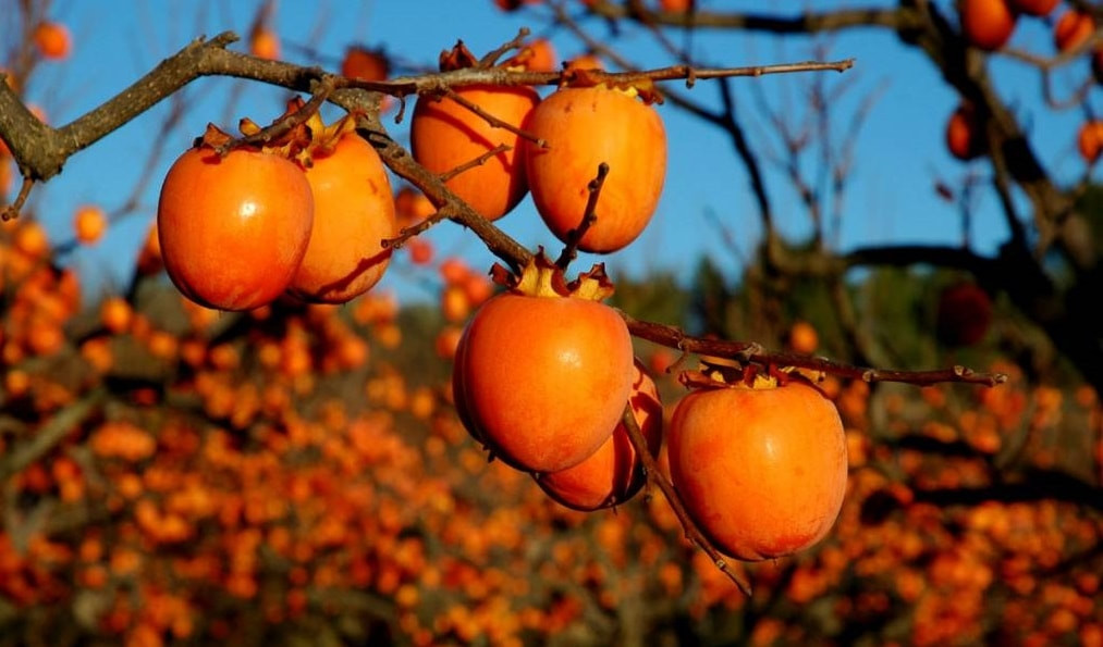 Uống nước ép hồng tươi mỗi ngày giúp hỗ trợ điều hòa huyết áp (Ảnh minh họa)