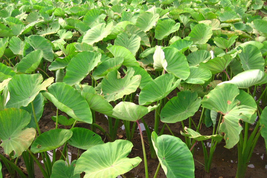 Cây khoai môn (Ảnh minh họa)