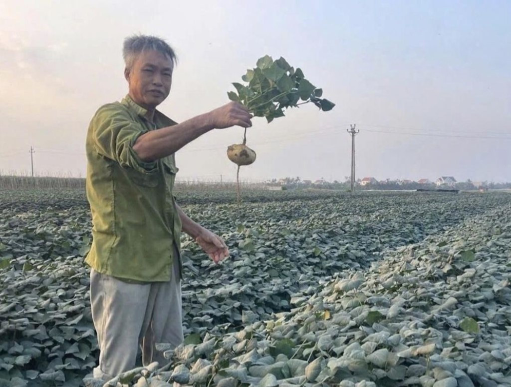 Hạt củ đậu khi đưa vào cơ thể gây ra ngộ độc (Ảnh minh hoạ)