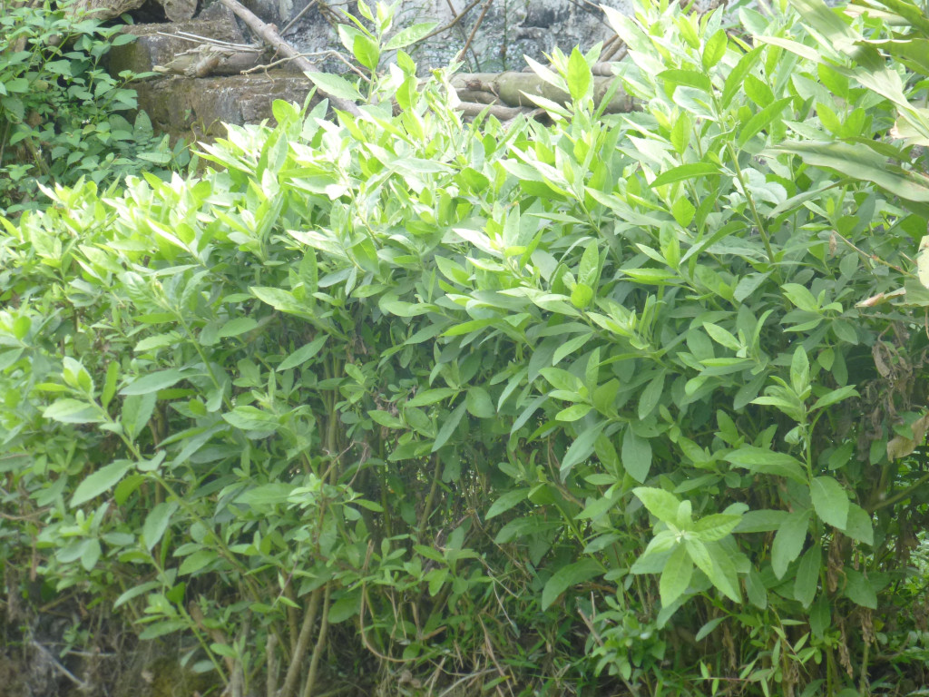 Cây cúc tần (Ảnh: Sưu tầm)