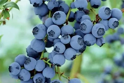 Việt quất là loại trái cây giàu vitamin, chất xơ và chất chống oxy hóa, phù hợp cho trẻ trong giai đoạn bắt đầu ăn dặm. (Ảnh: Sưu tầm)