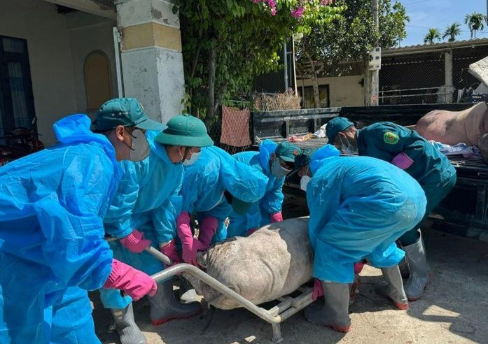 Dịch tả heo châu Phi khiến nhiều xã phường tỉnh Quảng Ngãi thiệt hại nặng (Ảnh: TL)