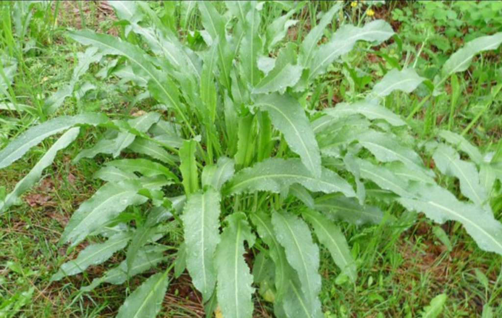 Cây lưỡi bò (Ảnh: Sưu tầm)