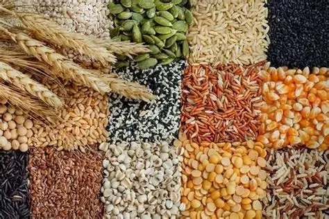 Ngô, các loại đậu và yến mạch cung cấp tinh bột tốt, hỗ trợ kiểm soát cân nặng và ổn định đường huyết. (Ảnh: Sưu tầm)