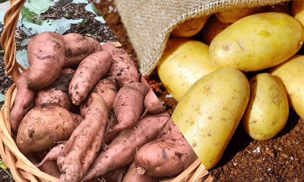 Khoai lang, khoai tây là nguồn tinh bột lành mạnh, giàu chất xơ, giúp no bụng và hạn chế tích mỡ khi được hấp hoặc luộc đúng cách. (Ảnh: Sưu tầm)
