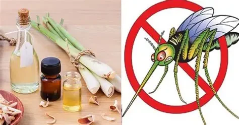 Tận dụng tinh dầu, vỏ cam quýt hay cây bạc hà là cách đơn giản để hạn chế muỗi trú ẩn trong không gian sống. (Ảnh: Sưu tầm)