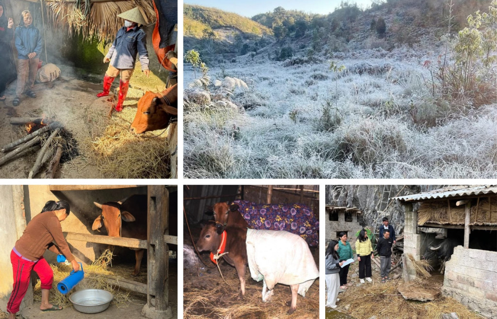 Khi rét đậm, rét hại, không chăn thả gia súc ngoài trời, tăng cường thức ăn tinh, nước ấm, vitamin, giữ vệ sinh chuồng trại, sưởi ẩm bằng đèn hồng ngoại hoặc củi (Ảnh: TL)
