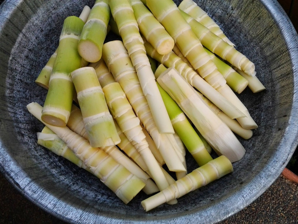 Măng tươi nếu không được sơ chế đúng cách có thể tiềm ẩn nguy cơ ngộ độc, người tiêu dùng cần cẩn trọng khi lựa chọn và chế biến. (Ảnh: Sưu tầm)