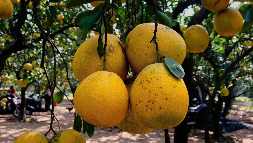 Những cây bưởi sai trĩu, quả vàng ươm (Ảnh: Hải Ly)