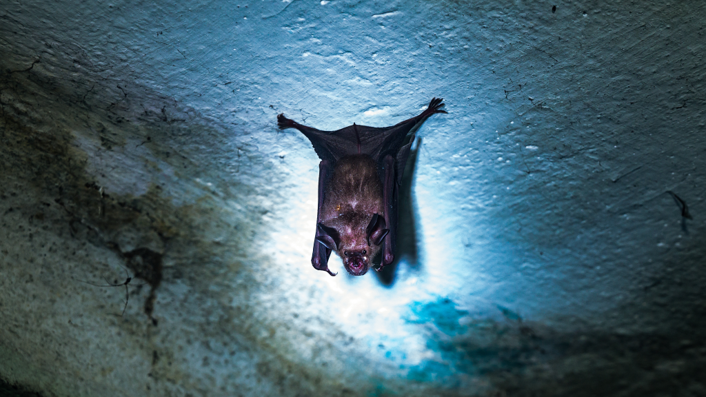 Việc lây nhiễm virus Nipah thường xảy ra từ vật chủ tự nhiên là dơi ăn quả sang người (Ảnh: VCG)