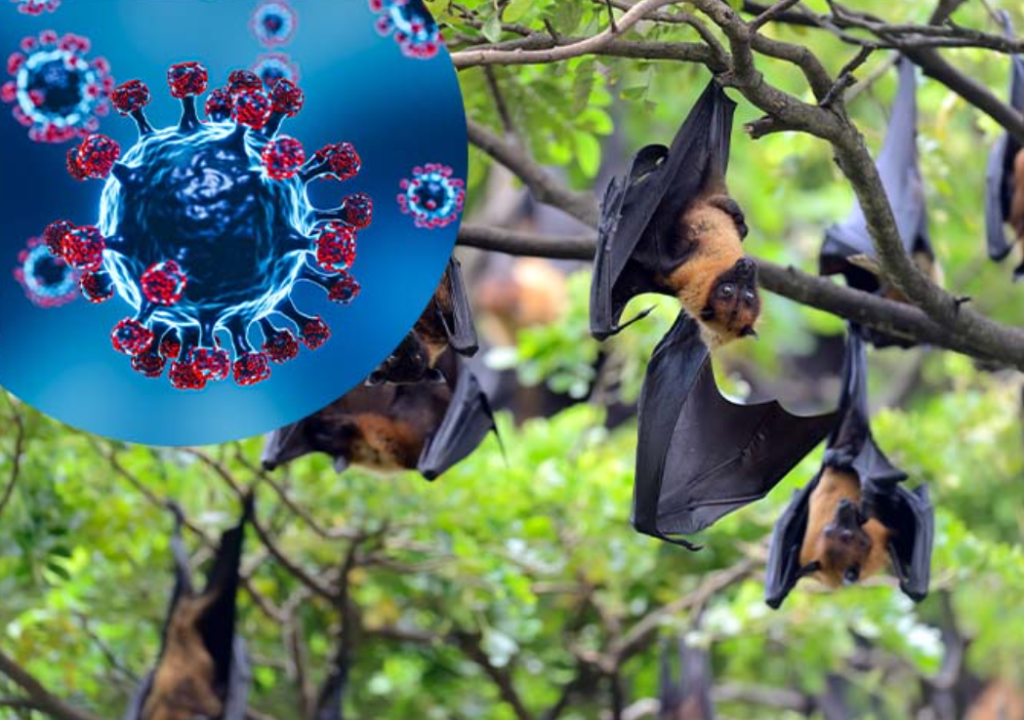 Từ khi xuất hiện cách đây gần 30 năm, virus Nipah luôn nằm trong danh sách những mầm bệnh khiến giới y tế công cộng dè chừng (Ảnh: TL)