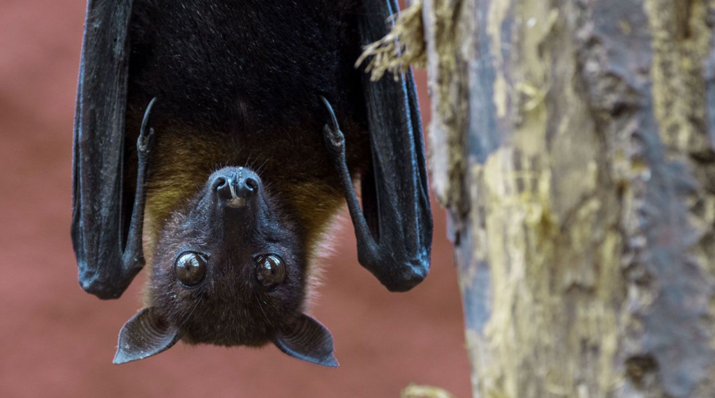 Ổ chứa virus Nipah tự nhiên là dơi ăn quả, phân bố rộng tại Nam và Đông Nam Á (Ảnh: TL)