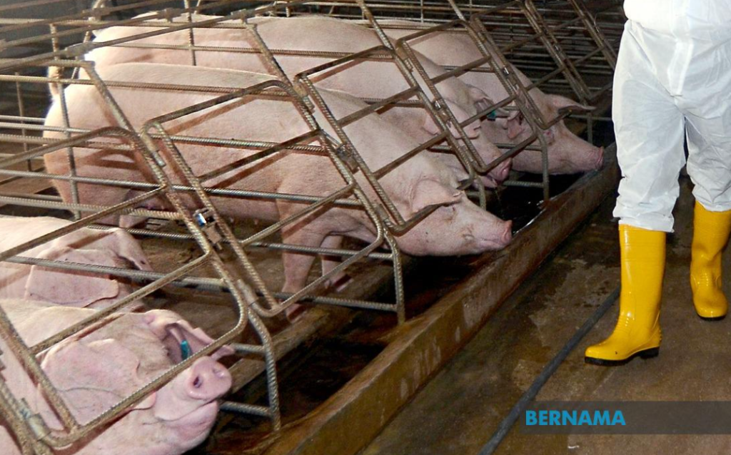 Dơi có thể truyền virus Nipah sang lợn, lợn trở thành vật chủ trung gian khuếch đại, rồi lây sang người qua tiếp xúc gần (Ảnh minh họa: Bernama)