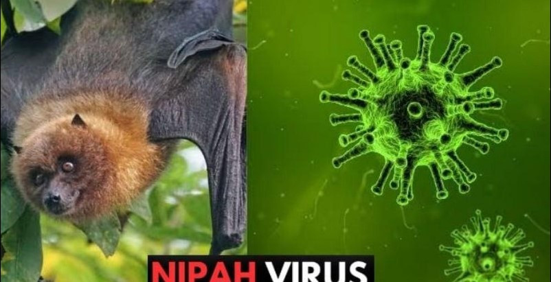Dơi được xác định là nguồn lây virus Nipah sang người (Ảnh: TL)
