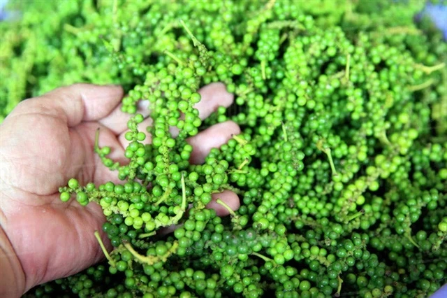Tùy khẩu vị và món ăn, bạn có thể lựa chọn tiêu đen cay nồng hoặc tiêu xanh cay nhẹ để tăng hương vị và lợi ích cho sức khỏe. (Ảnh: Sưu tầm)