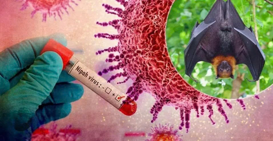 Siết chặt kiểm soát thực phẩm nhằm ngăn nguy cơ lây nhiễm vi rút Nipah (Ảnh minh họa)