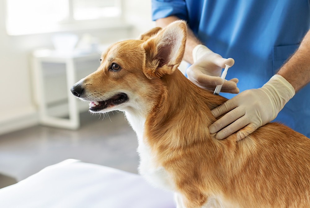 Trong những năm gần đây, các nhà khoa học đã ghi nhận một số trường hợp coronavirus ở chó lây sang người (Ảnh: TL)