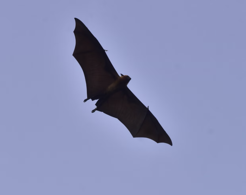 Virus Nipah là tác nhân gây bệnh truyền nhiễm từ động vật sang người, chủ yếu lây qua thực phẩm hoặc sản phẩm bị dơi nhiễm virus làm ô nhiễm (Ảnh: NurPhoto/Shutterstock)