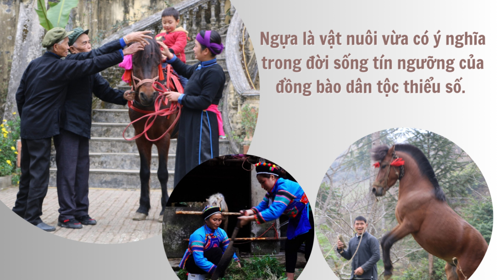 Ngựa có ý nghĩa quan trọng trong đời sống tín ngưỡng của đồng bào dân tộc thiểu số (Ảnh: Báo Lào Cai)