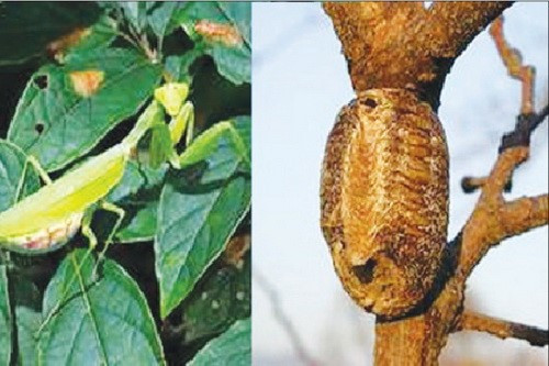 Bọ ngựa và tổ bọ ngựa cũng là những vị thuốc quý trong dân gian