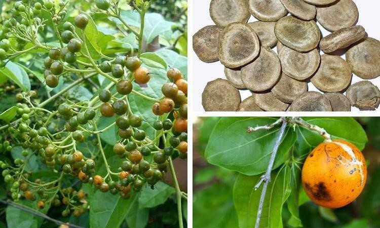 Hình ảnh cây mã tiền