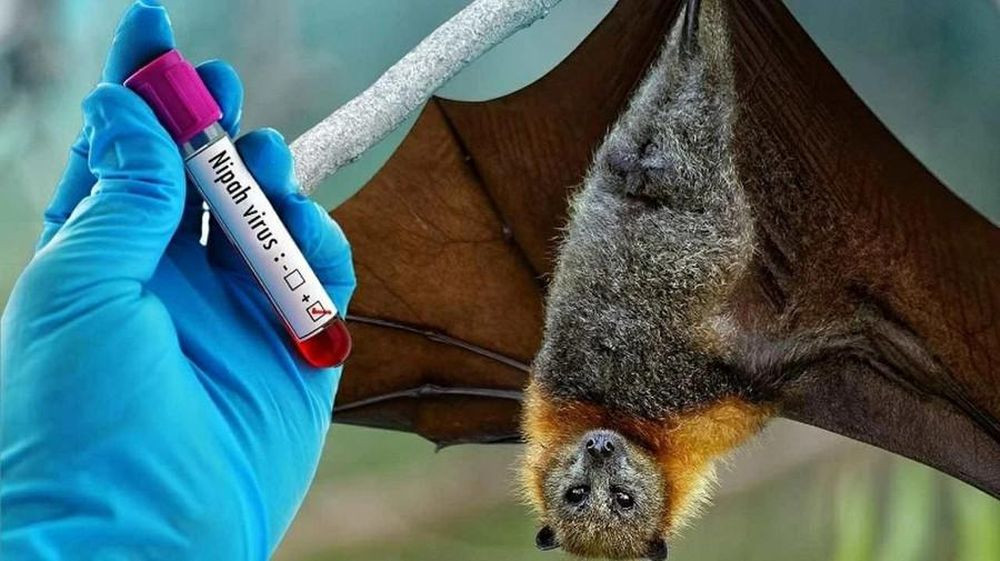 Virus Nipah được xếp vào bệnh truyền nhiễm nhóm A, có tiềm năng gây đại dịch và nằm trong danh sách ưu tiên của Tổ chức Y tế Thế giới (Ảnh: TL)