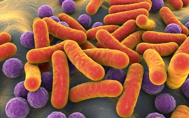 Hình ảnh minh họa 3D về vi khuẩn hình que và hình cầu trong hệ vi sinh vật của con người (Dr_Microbe; iStock by Getty Images)