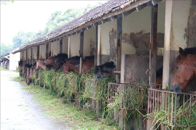 Chuồng ngựa được thiết kế mùa Hè mát mẻ, mùa Đông ấm áp theo kiến trúc từ thời bác sĩ A.Yersin 130 năm về trước