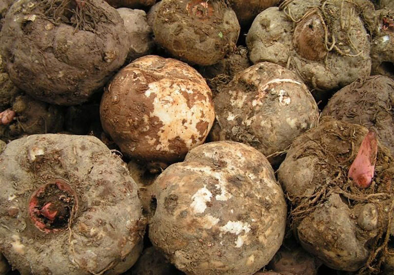 Củ khoai nưa chứa nhiều glucomannan – chất xơ hòa tan hỗ trợ tạo cảm giác no lâu. (Ảnh: Sưu tầm)