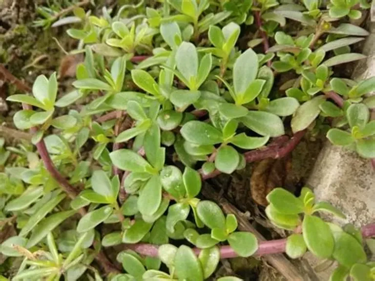 Bổ sung rau sam trong bữa ăn giúp hỗ trợ tim mạch, xương khớp và hệ tiêu hóa. (Ảnh: Sưu tầm)
