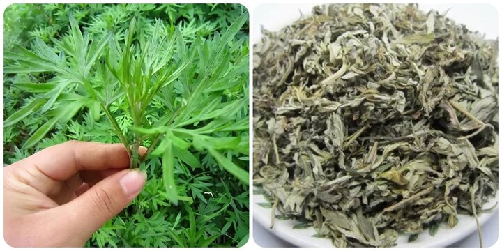 Ngải cứu là loại thảo dược quen thuộc với nhiều lợi ích cho sức khỏe. (Ảnh: Sưu tầm)
