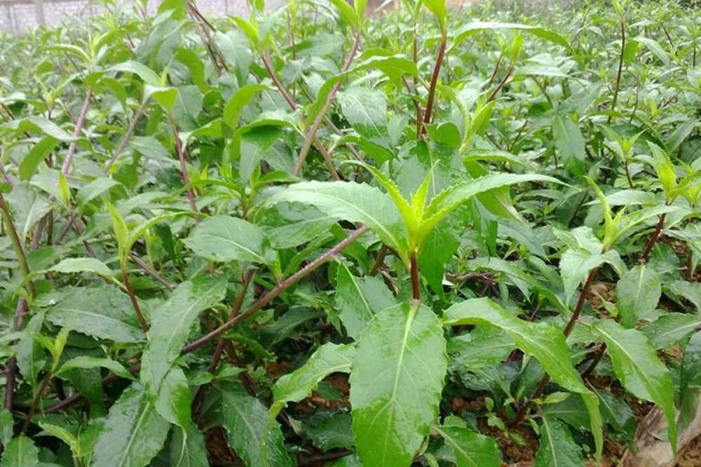 Không chỉ là thực phẩm quen thuộc, rau bầu đất còn chứa nhiều chất dinh dưỡng và được xem là vị thuốc dân gian có lợi cho sức khỏe. (Ảnh: Sưu tầm)