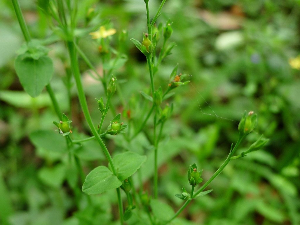 Cây nọc sởi (Ảnh: Sưu tầm)