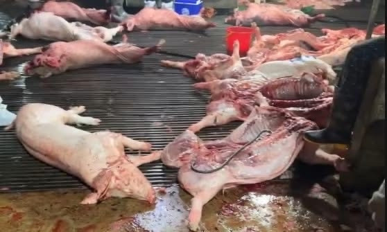 Lợn bệnh được các đối tượng thu gom từ Phú Thọ, Tuyên Quang vận chuyển về Hà Nội để giết mổ và đưa ra thị trường. Ảnh nguồn: Công an Hà Nội.