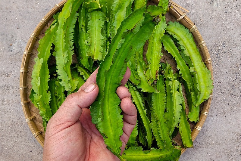 Đậu rồng có thể chế biến thành nhiều món ăn như gỏi, xào, luộc, phù hợp với chế độ ăn lành mạnh (Ảnh: Sưu tầm)